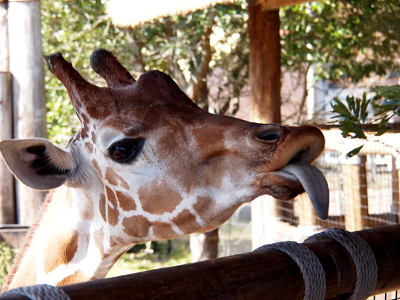 [The head of the giraffe is just over the rail of the viewing platform. The giraffe's right eye is visible as it sticks out part of its tongue and curls its upper lip in preparation to eat the greenery.]